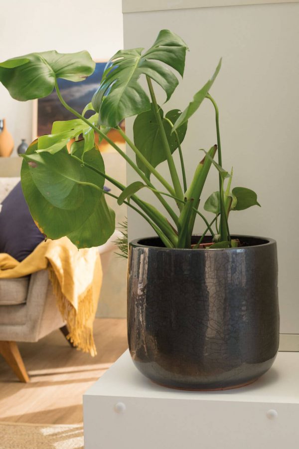 The Monstera is the most popular indoor plant in Australia ...